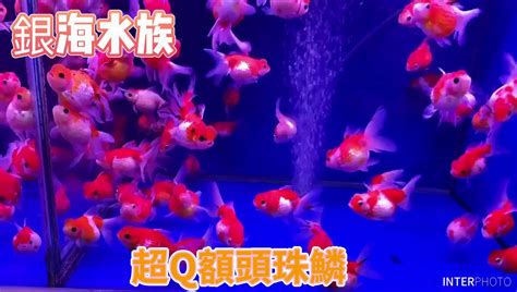 額頭凸的魚|【額頭凸的魚】額頭擠出的超萌魚！認識凸頭國王和隆頭魚好朋友。